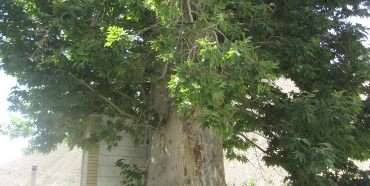 چرا درخت قدیمی چنار در باغ جهانی فین قطع شد