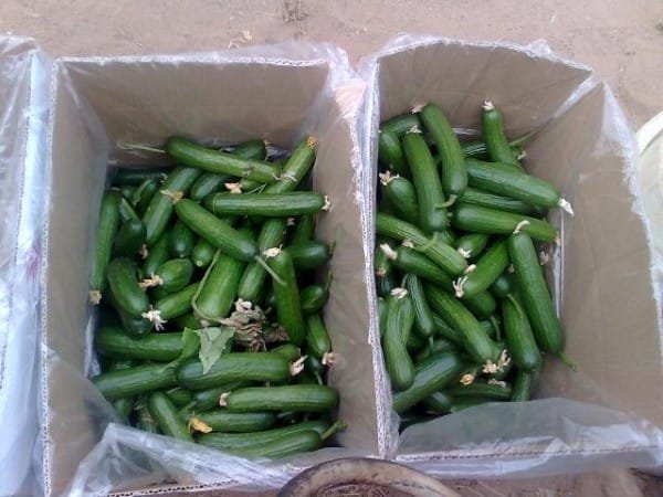 خیار گل‌به‌سر