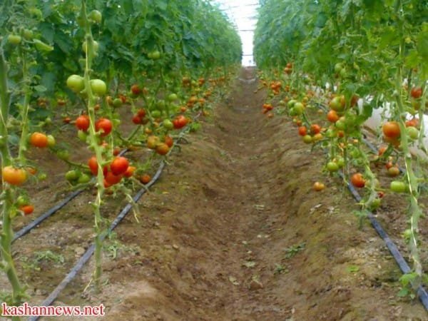 جهاد کشاورزی-kashannews (4)