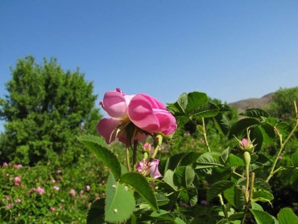 گل محمدی