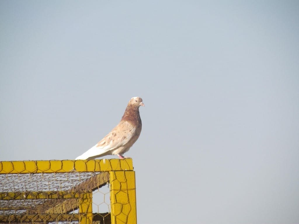 کبوتر کاشان۲ (Copy)