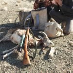 دستگیری شکارچیان متخلف و سابقه‌دار در کاشان
