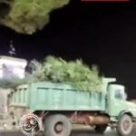 درختان قطع شده در ۱۵ خرداد و میدان سرباز نخل نبود درخت خرما بود
